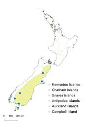 Cotoneaster bullatus distribution map based on databased records at CHR. 
 Image: K. Boardman © Landcare Research 2017 CC BY 3.0 NZ